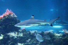 Killikus&reg; Fotographie